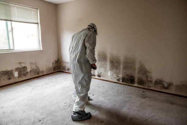 Best Attic Mold Removal  in Jonesboro, AR